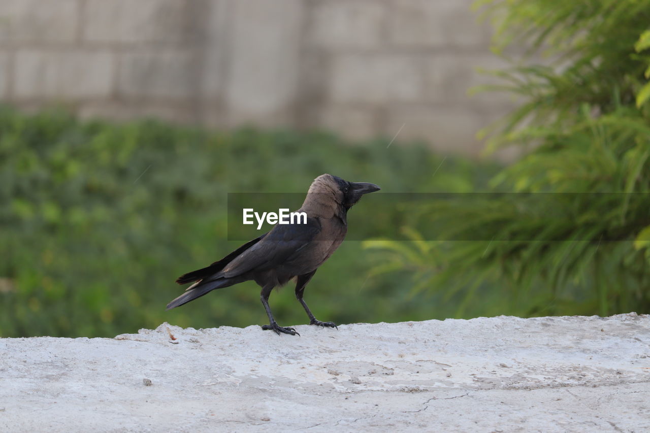 BIRD PERCHING ON RETAINING WALL AGAINST PLANTS