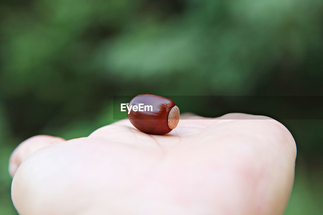 CLOSE-UP OF HAND HOLDING SNAIL ON LEAF