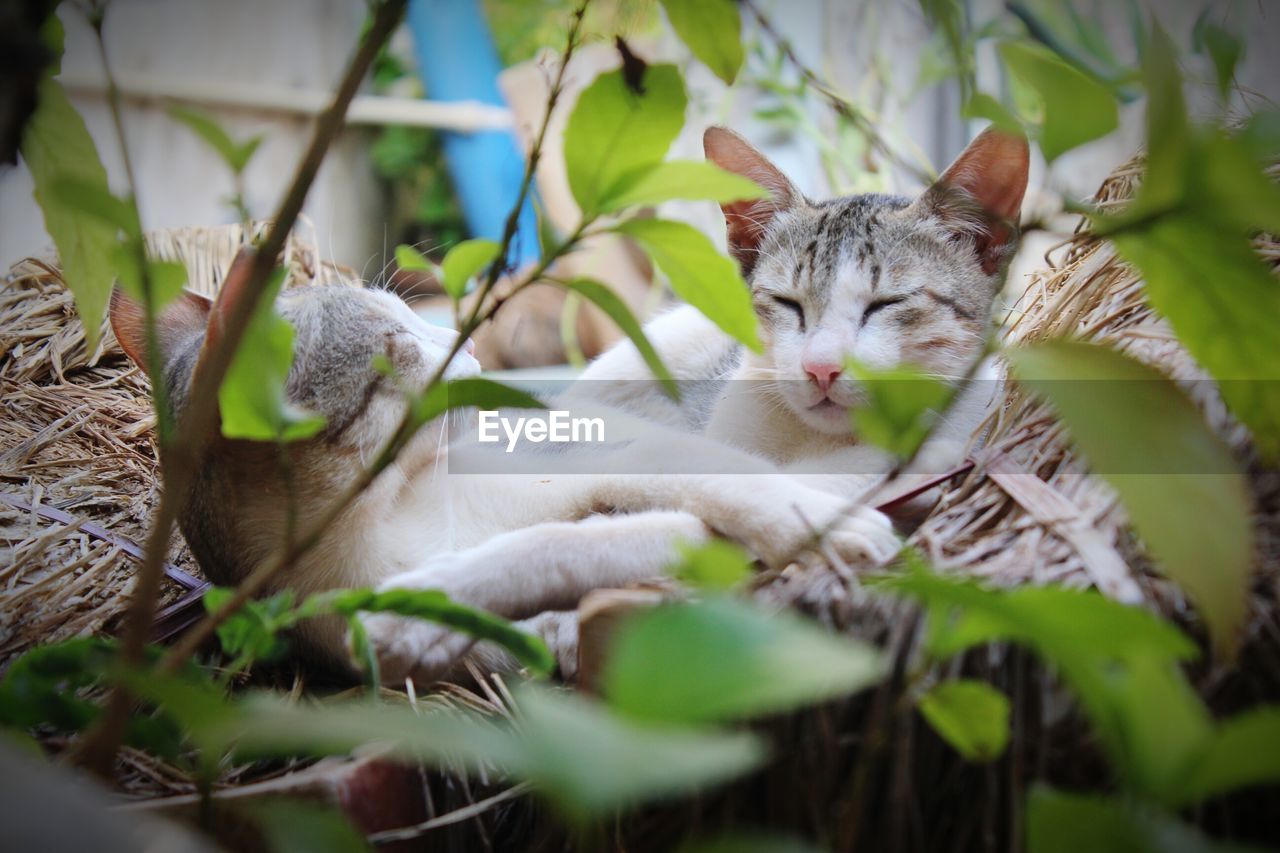 White cat resting on hay in yard