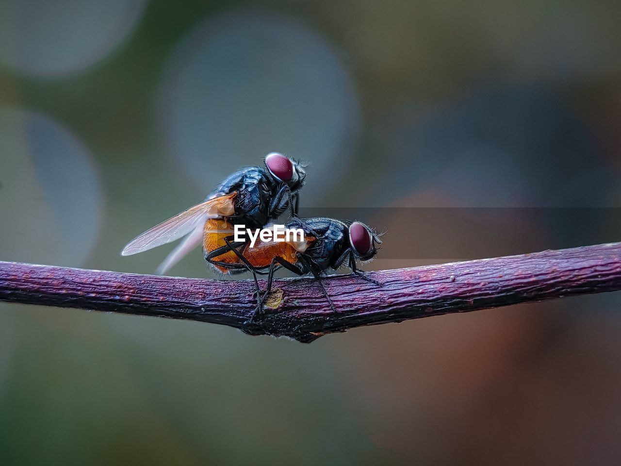 Close-up of insect perching on twig