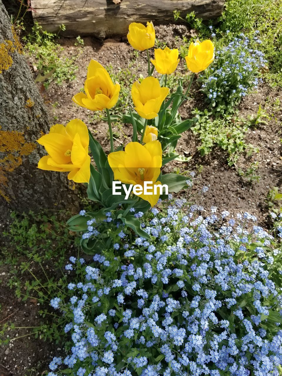 CLOSE-UP OF YELLOW FLOWERING PLANTS ON FIELD