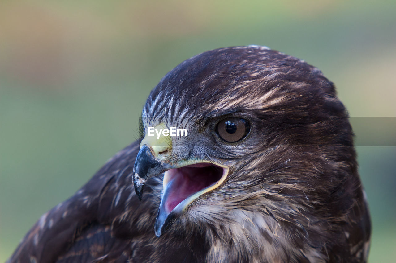 Portrait of pretty buzzard against green background