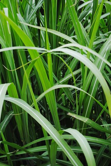 CLOSE-UP OF GRASS IN FIELD