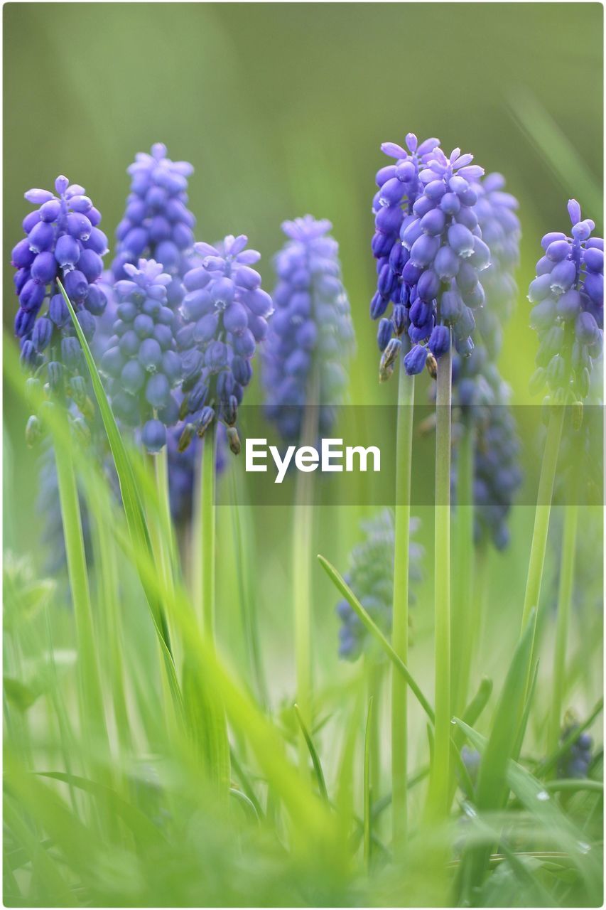 Close-up of grape hyacinth in field