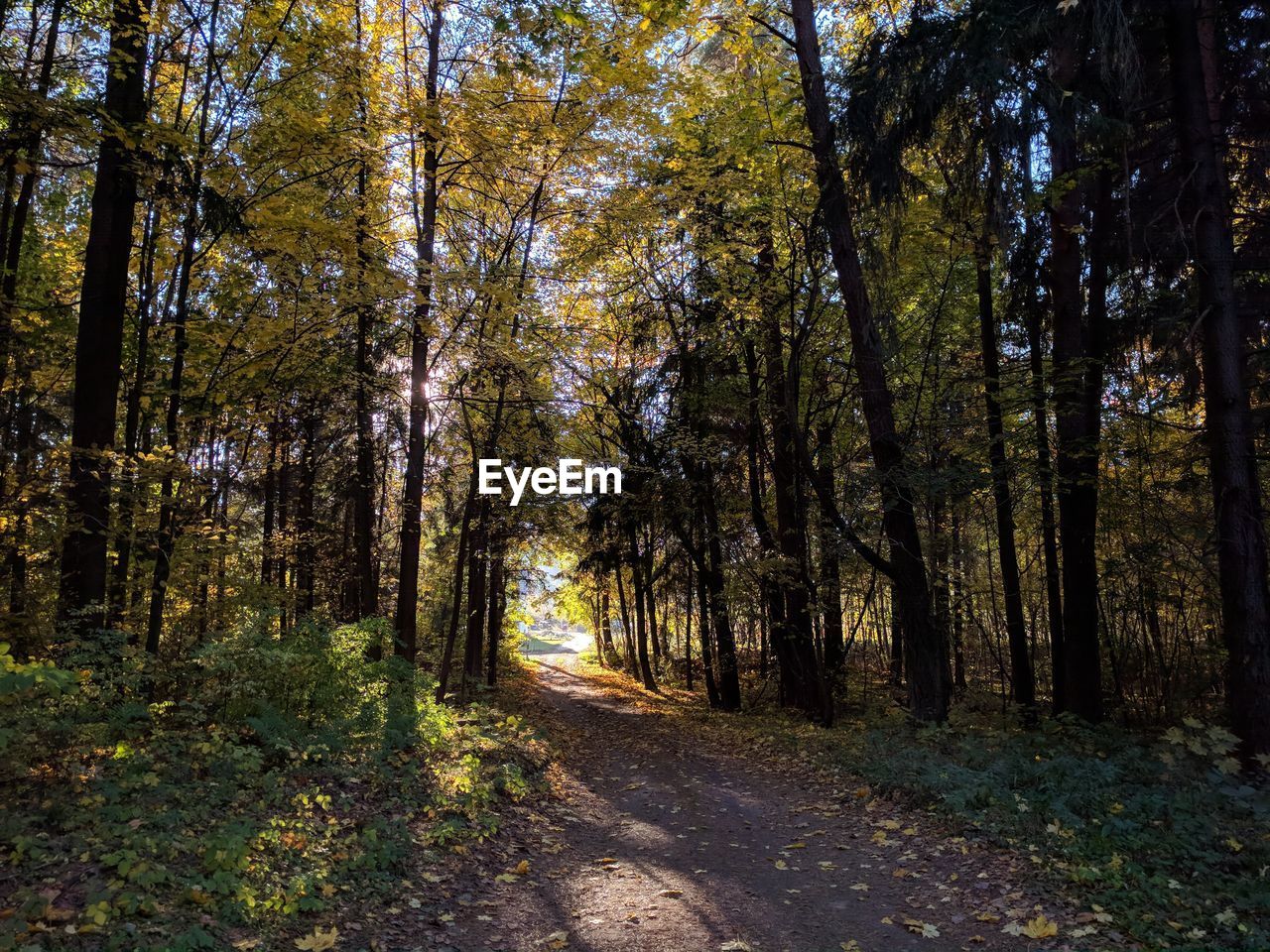 Road amidst trees in forest during autumn