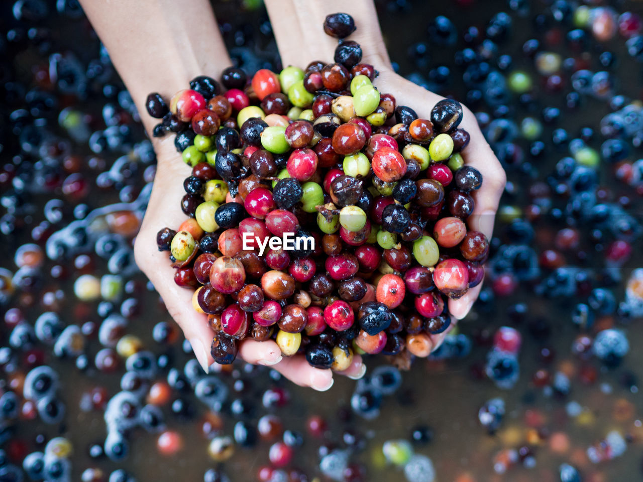 HIGH ANGLE VIEW OF BERRIES ON CHERRIES