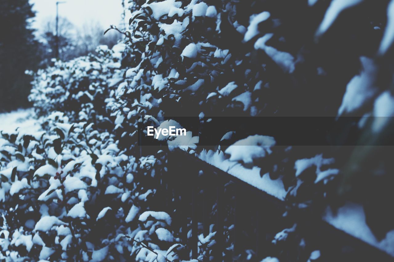 CLOSE-UP OF SNOW COVERED PLANTS