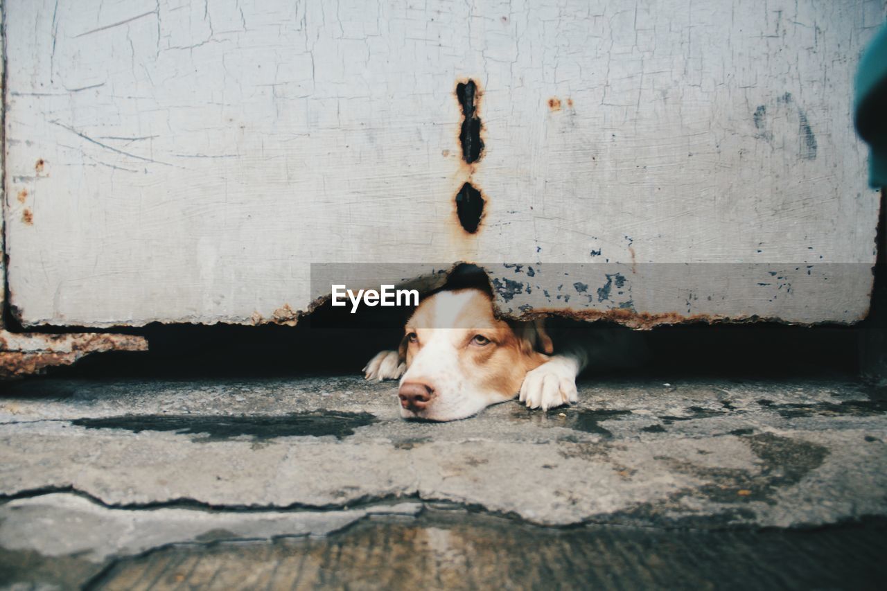 Dog looking away while lying by metal structure