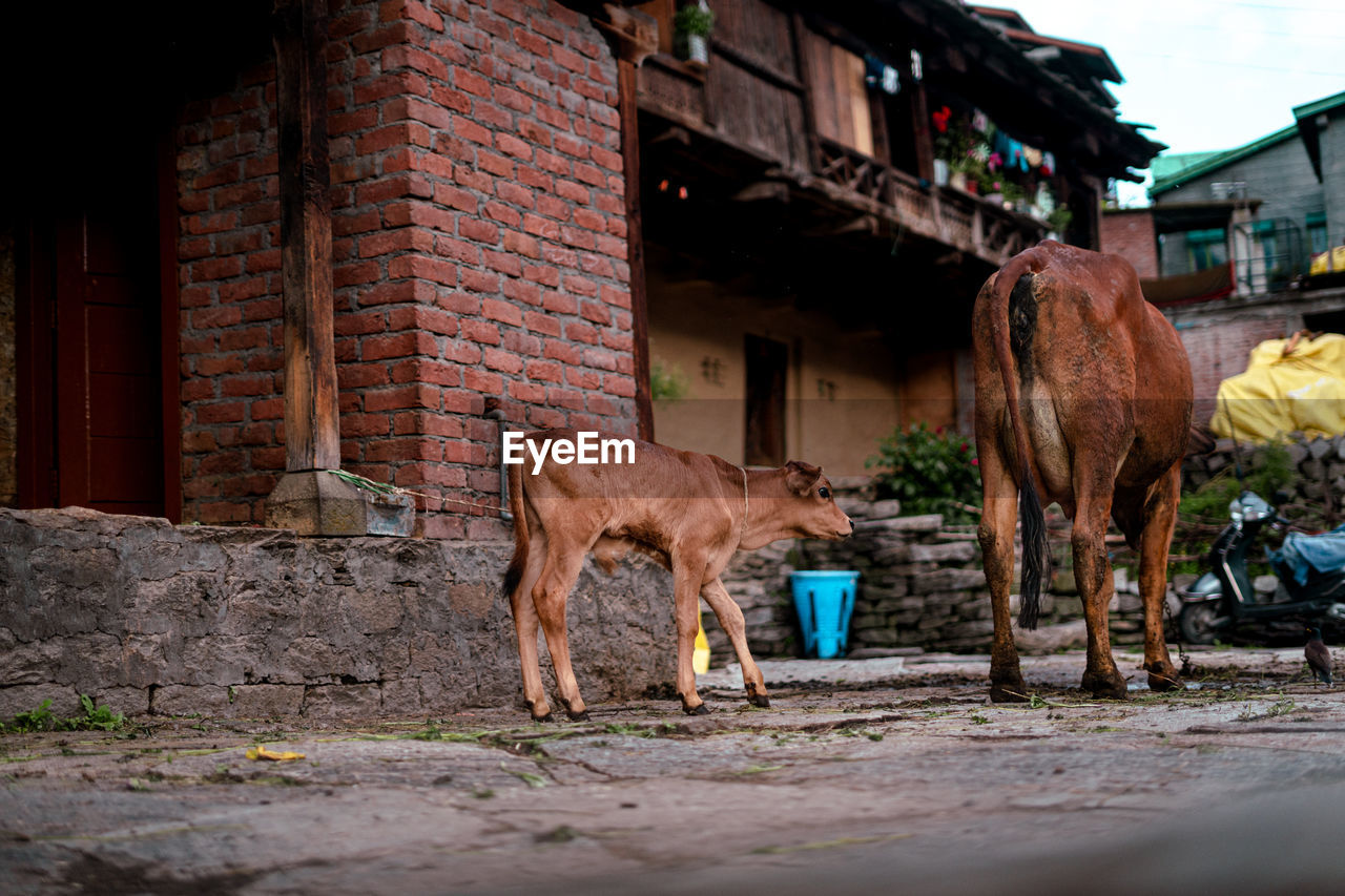 mammal, animal, animal themes, architecture, building exterior, domestic animals, built structure, livestock, city, pet, no people, nature, street, building, animal wildlife, one animal, outdoors, day, standing