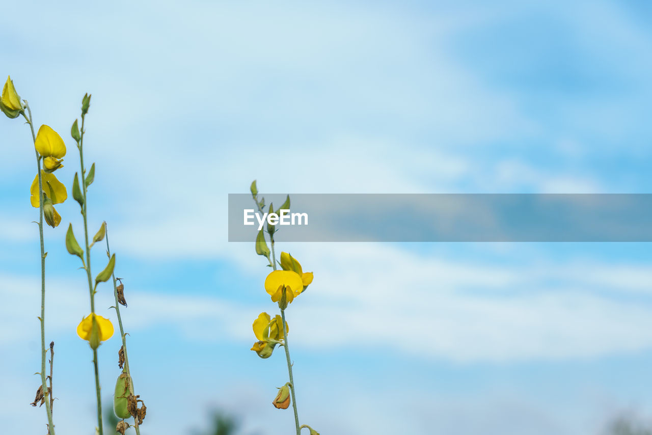 LOW ANGLE VIEW OF YELLOW FLOWERING PLANT