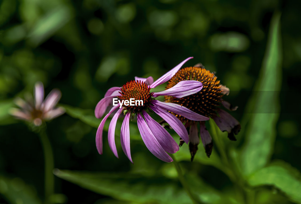 flower, flowering plant, plant, beauty in nature, freshness, nature, close-up, flower head, petal, fragility, macro photography, growth, inflorescence, purple, animal wildlife, pollen, no people, wildflower, focus on foreground, green, botany, outdoors, summer, animal themes, animal, plant part, magenta, insect