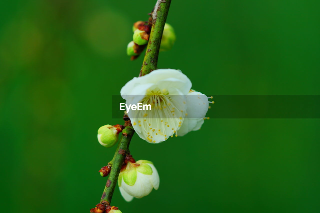 CLOSE-UP OF FRESH WHITE FLOWER BUDS