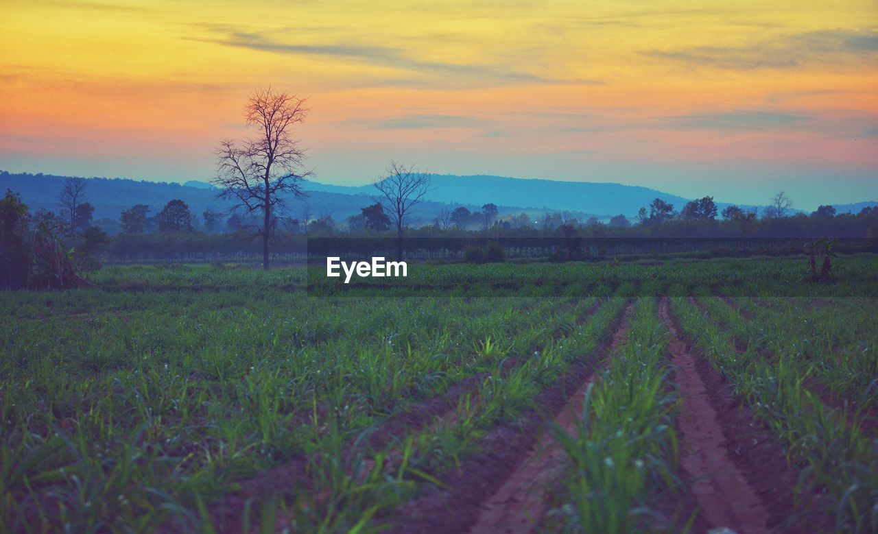 SCENIC VIEW OF FIELD AGAINST SKY AT SUNSET