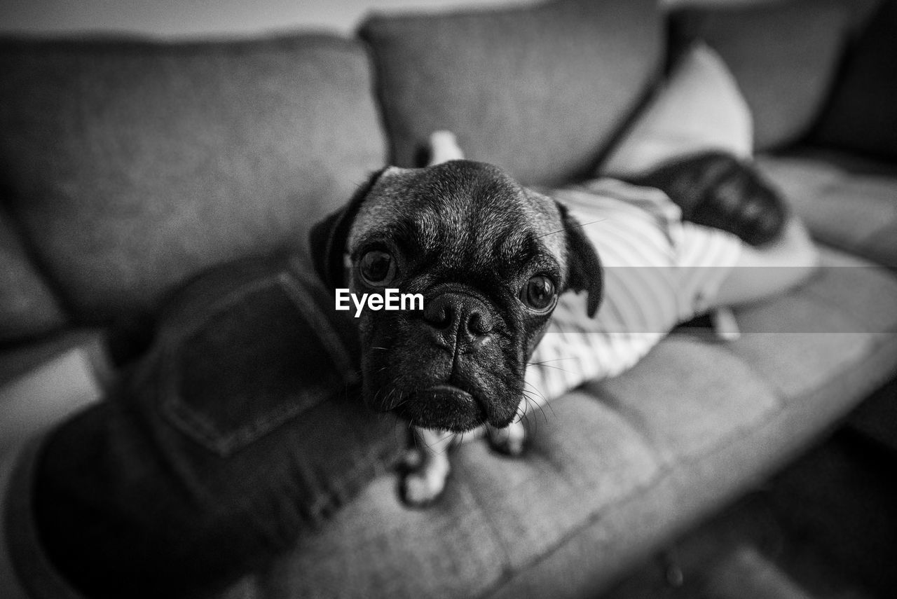 CLOSE-UP PORTRAIT OF A DOG ON SOFA