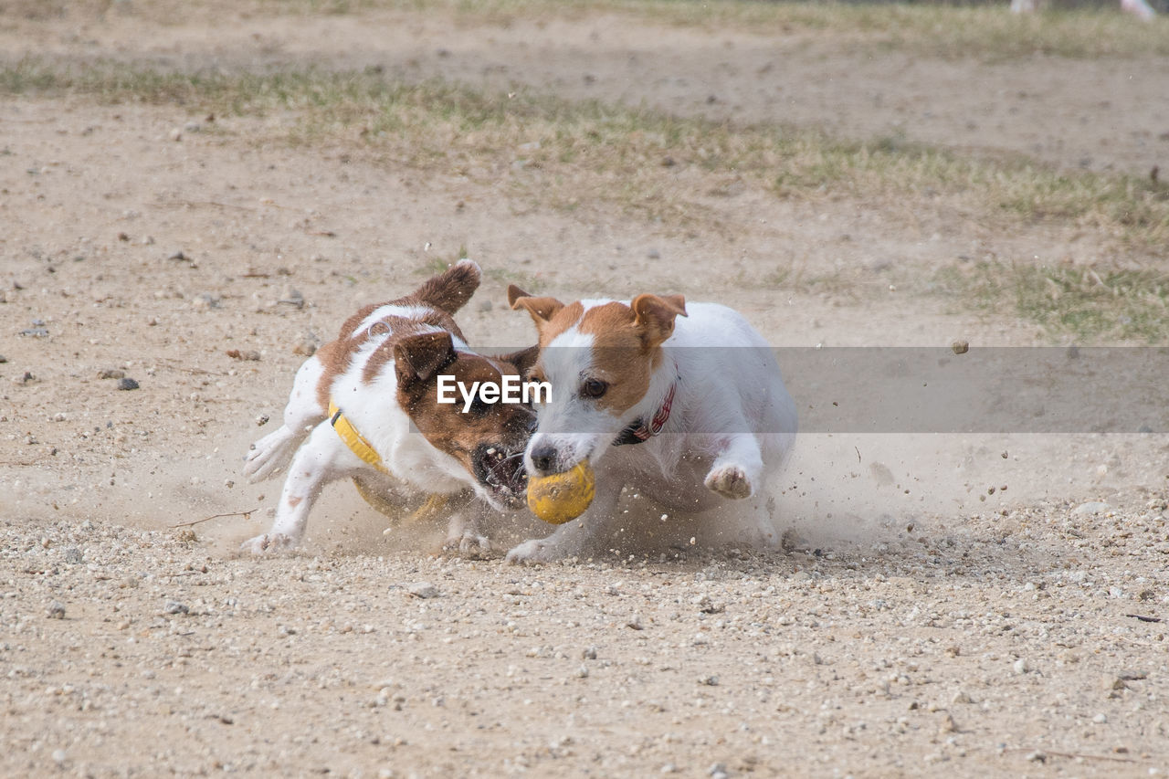 DOG PLAYING WITH FIELD