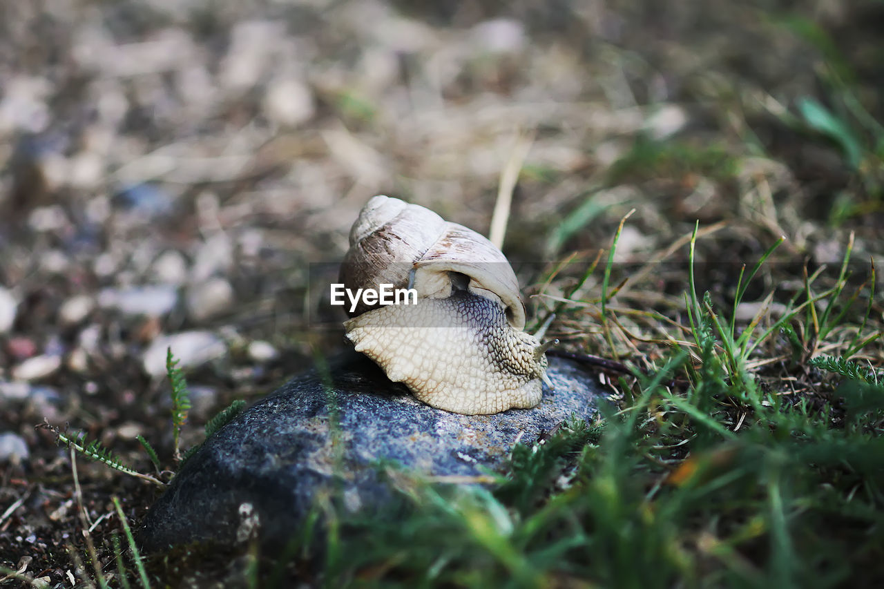 Helix pomatia, roman snail crowling outdoors in summer park