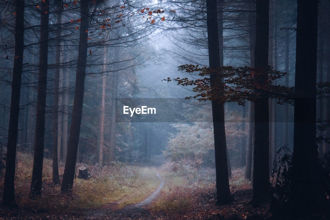 Trees in forest during foggy weather