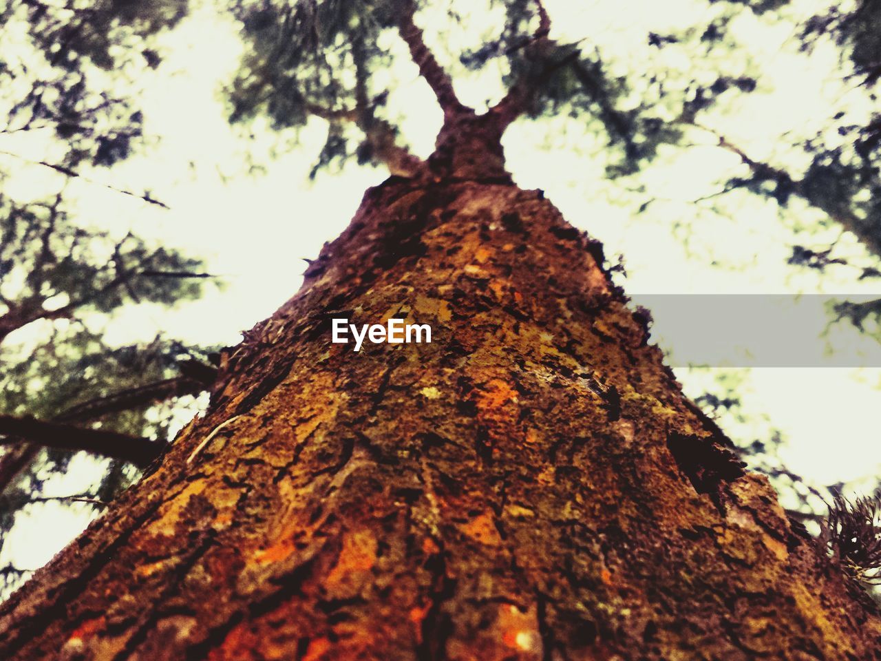 LOW ANGLE VIEW OF TREE