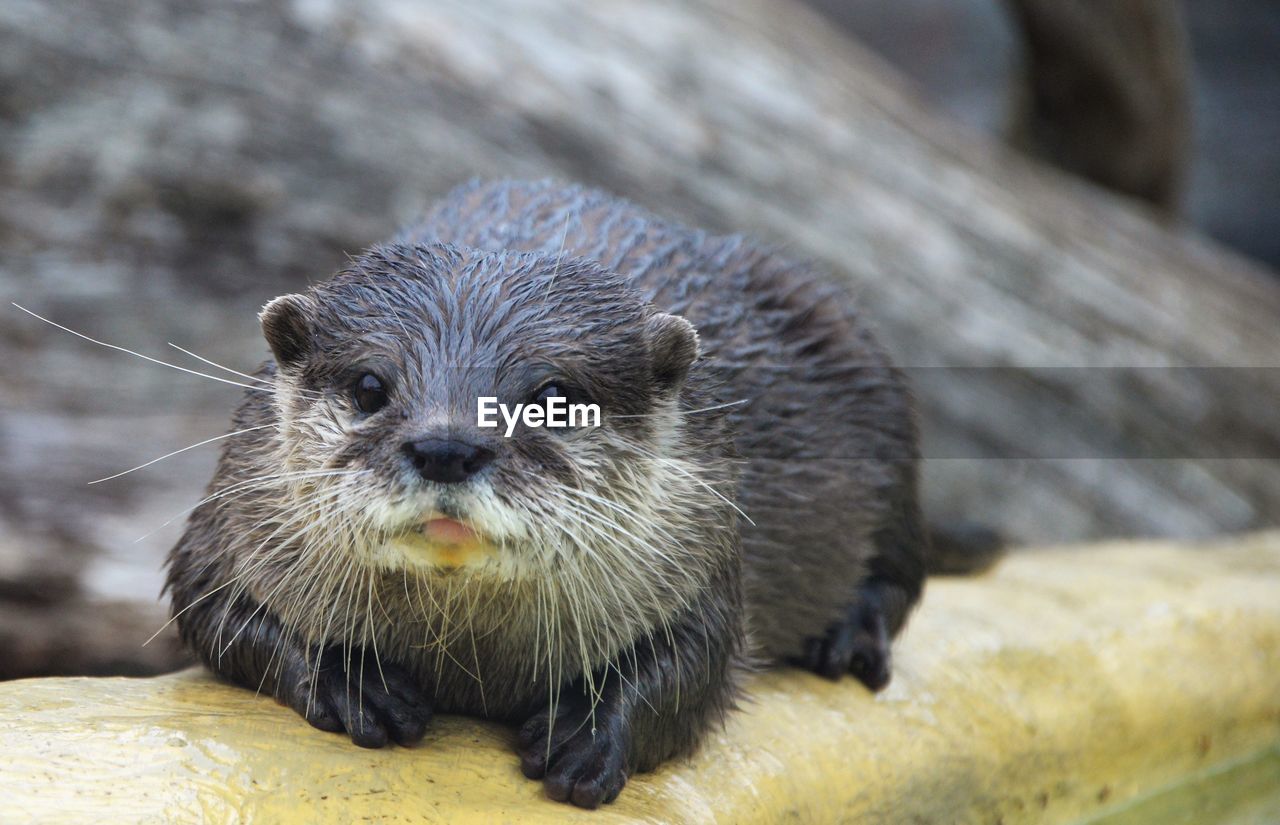 Close-up portrait of an otter