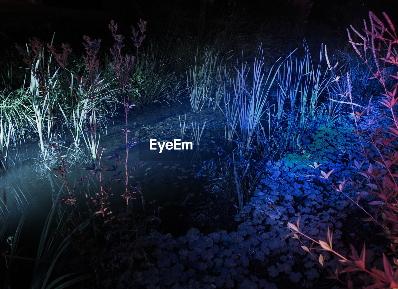 Illuminated plants in forest at night