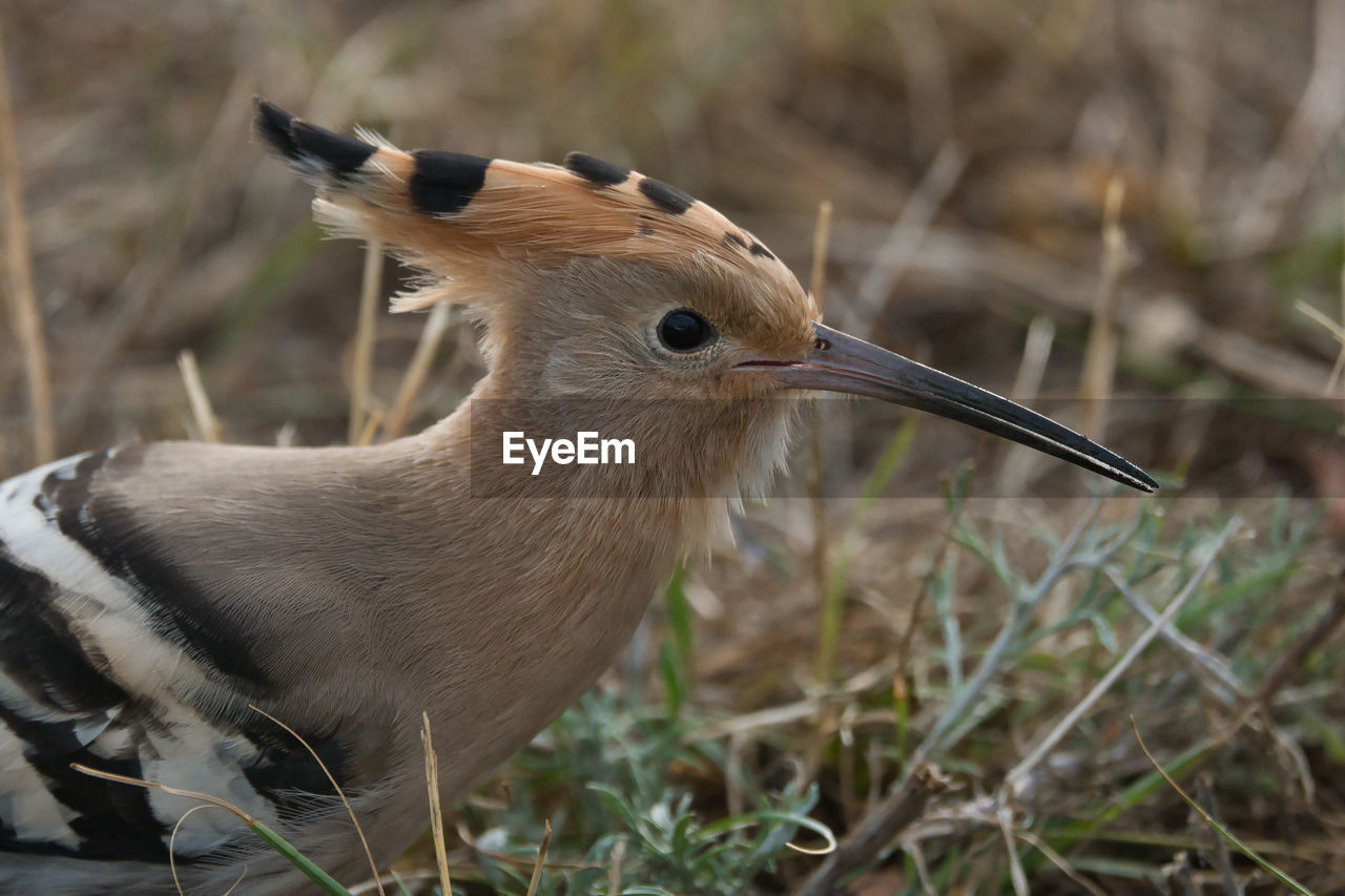 animal themes, animal, animal wildlife, wildlife, one animal, bird, beak, nature, no people, animal body part, plant, side view, outdoors, grass, day, focus on foreground, close-up