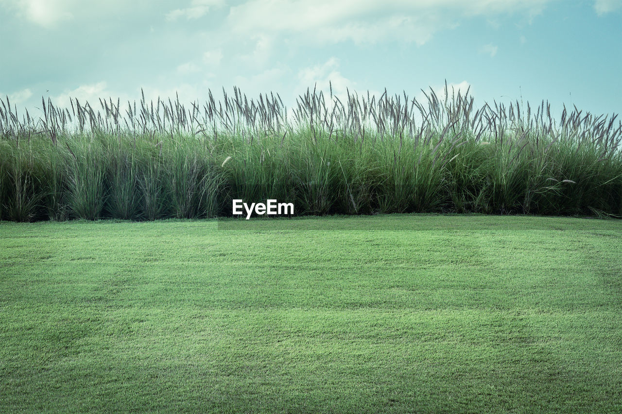 Scenic view of grassy field against sky