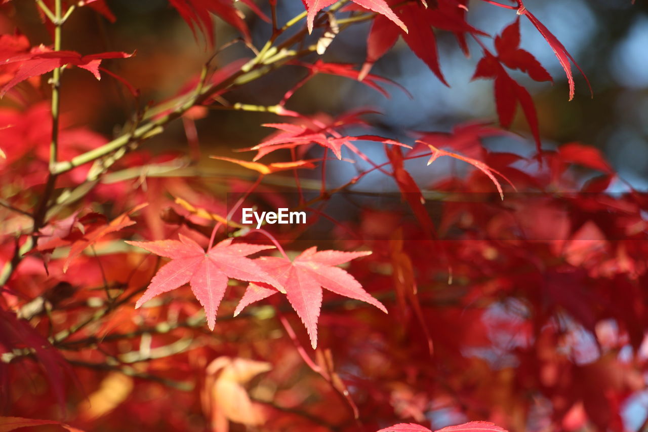 Close-up of maple leaves on tree