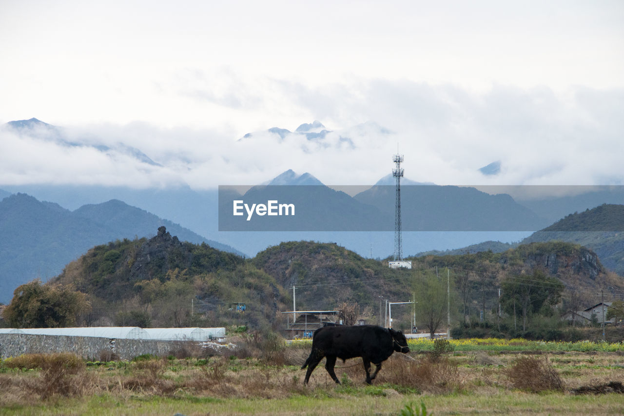 Cow standing in a field