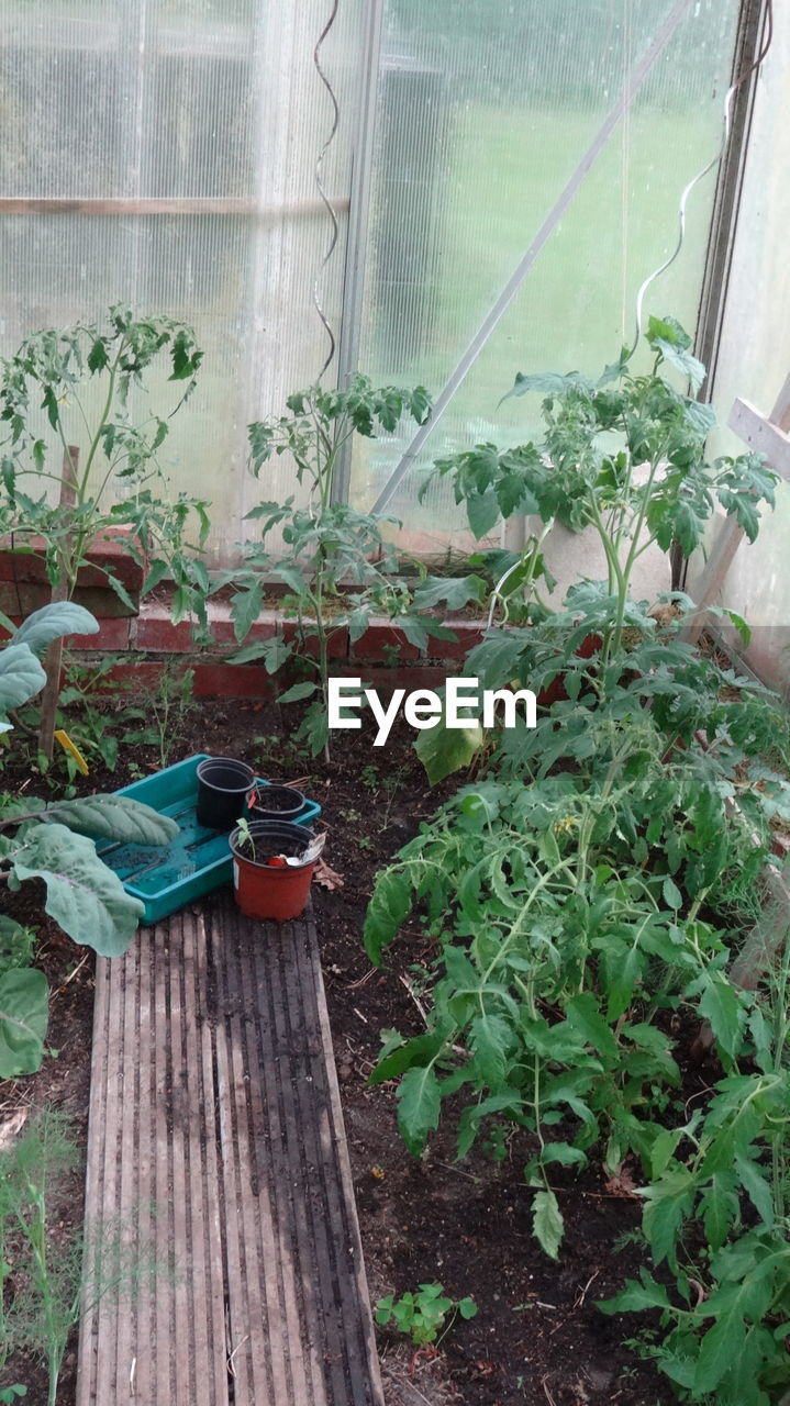 Plants in a nursery