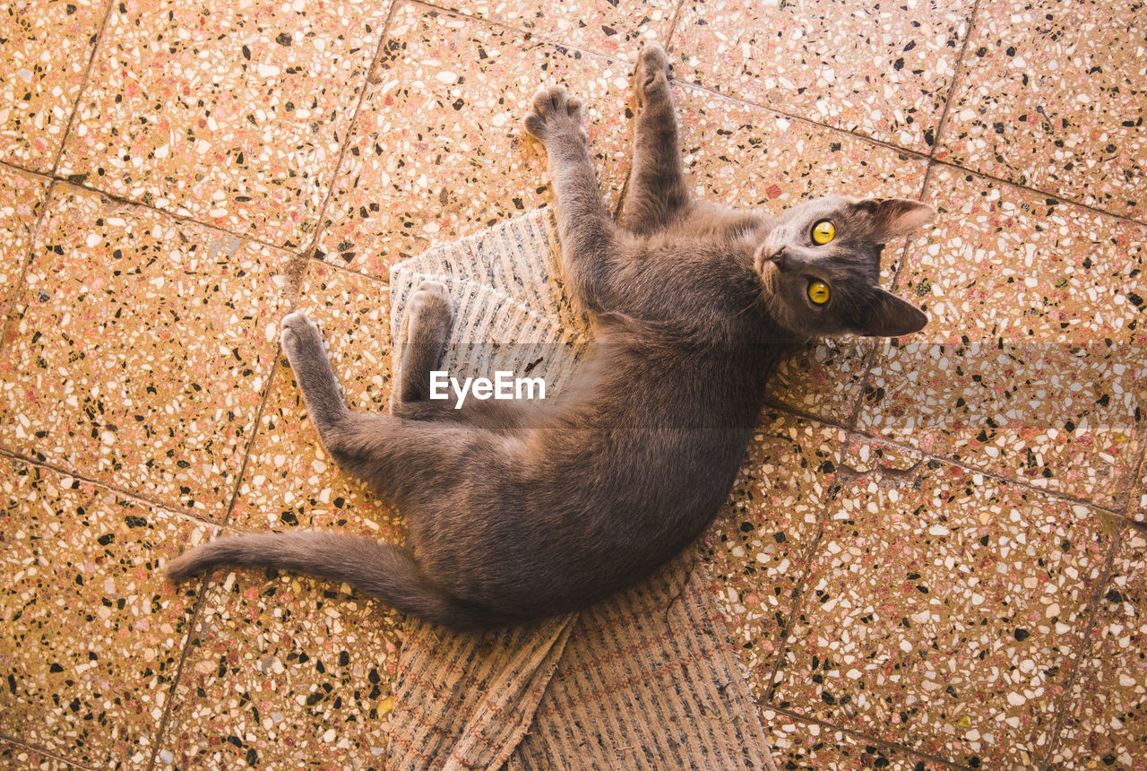 High angle portrait of cat  relaxing on land