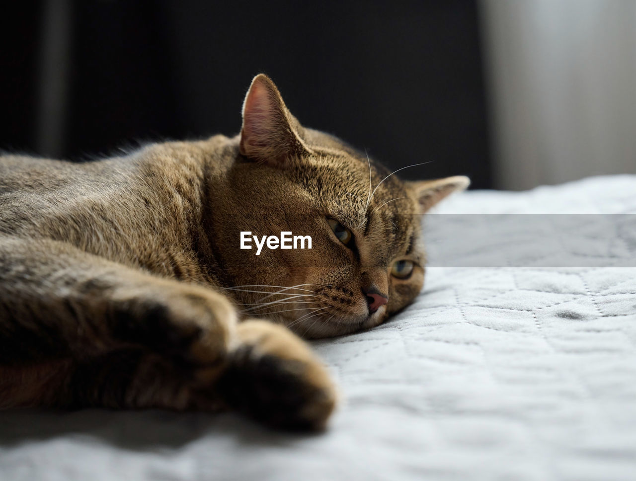 Adult purebred short-haired cat scottish straight sleeps on a gray bedspread, close up