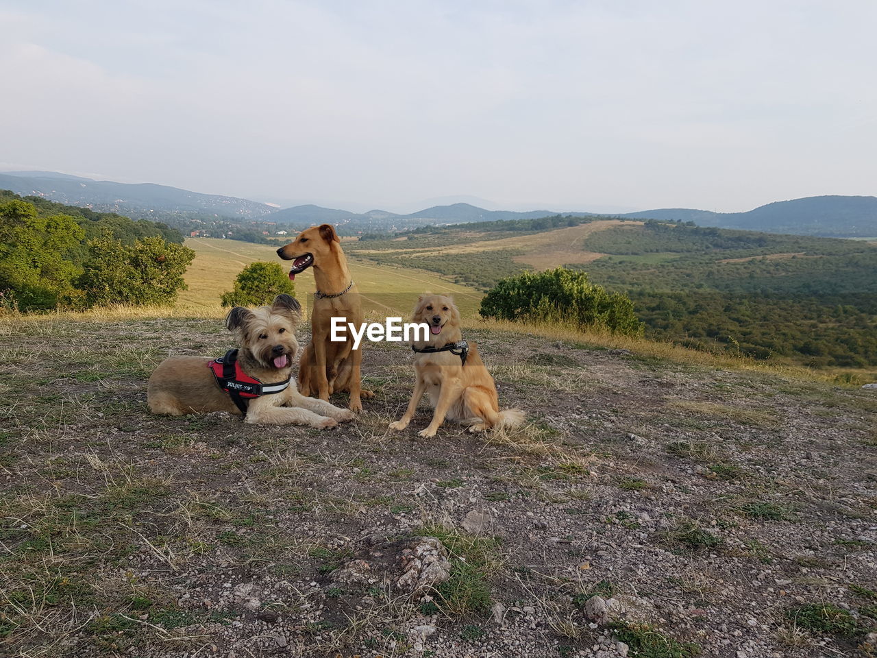 VIEW OF DOG ON FIELD