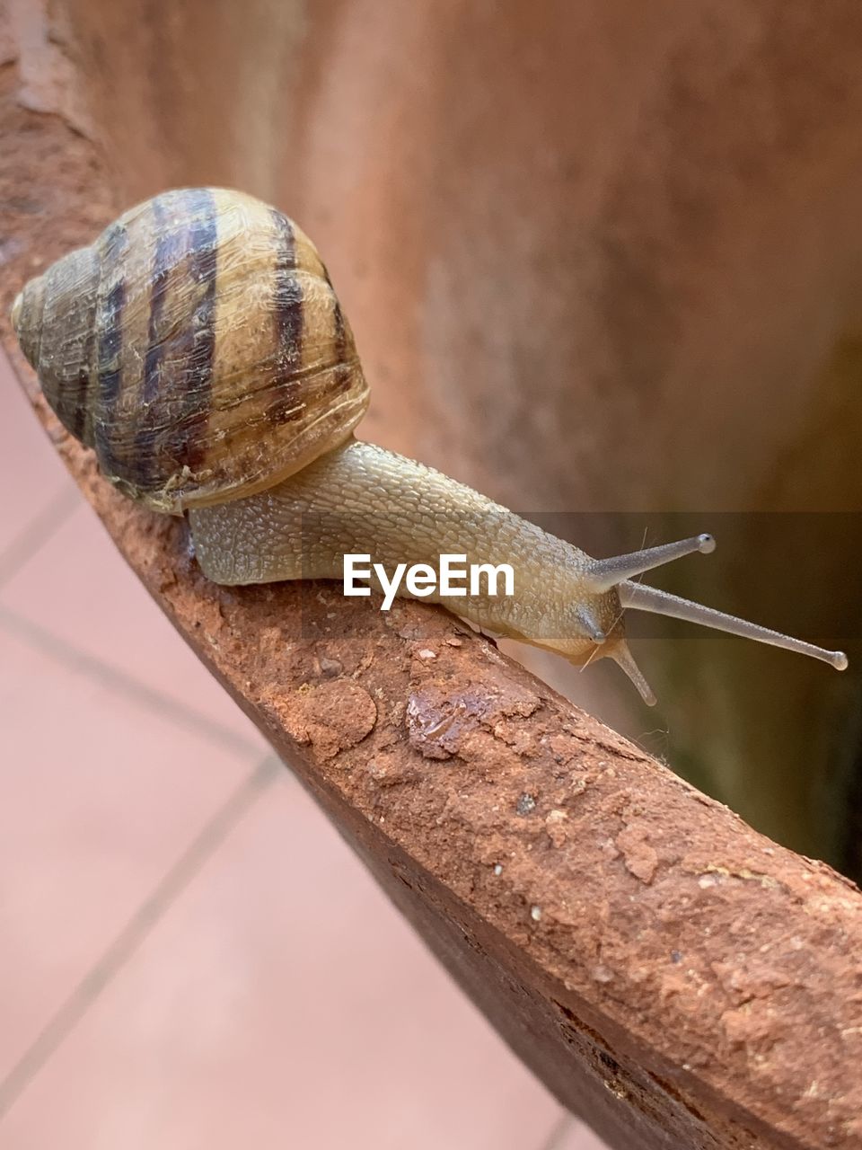 CLOSE-UP OF SNAILS ON WOOD