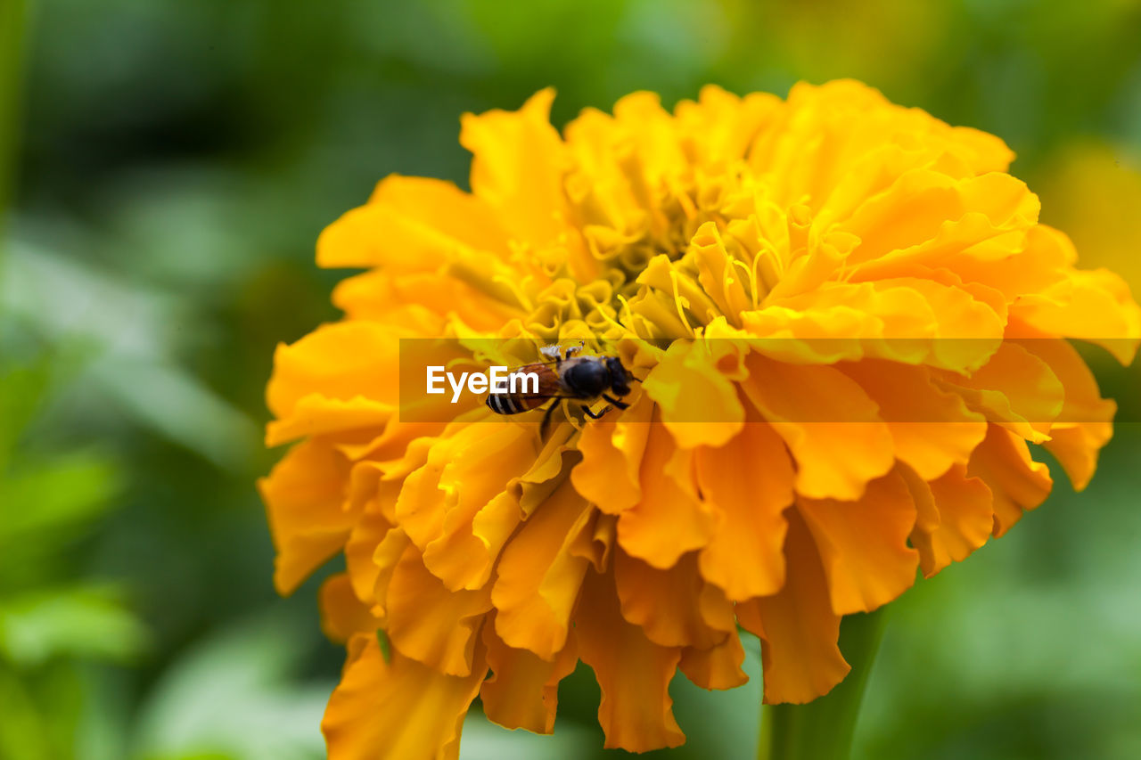 CLOSE-UP OF INSECT POLLINATING ON YELLOW FLOWER