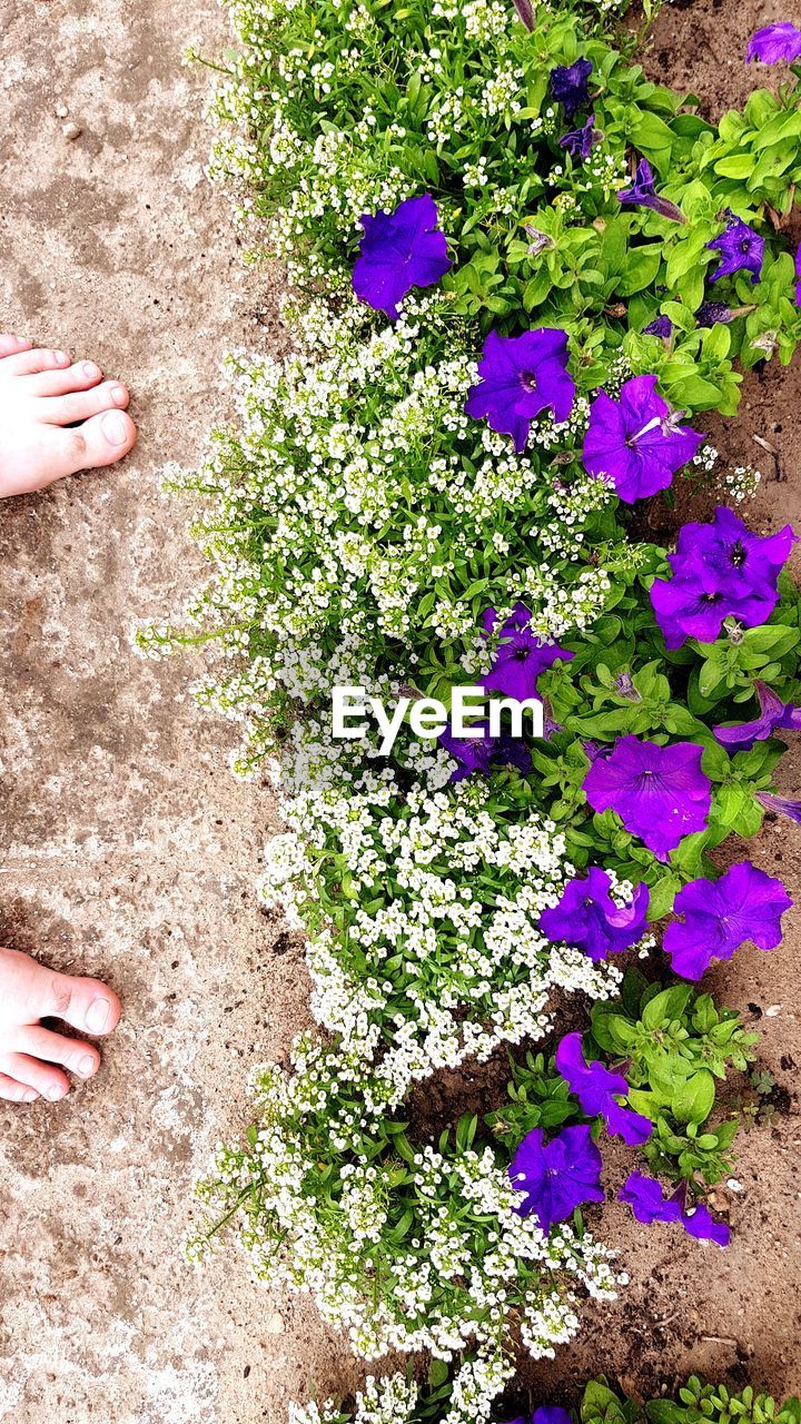 LOW SECTION OF PERSON WITH PINK FLOWERS ON PLANT