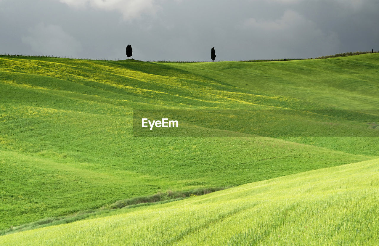 Scenic view of agricultural field against sky