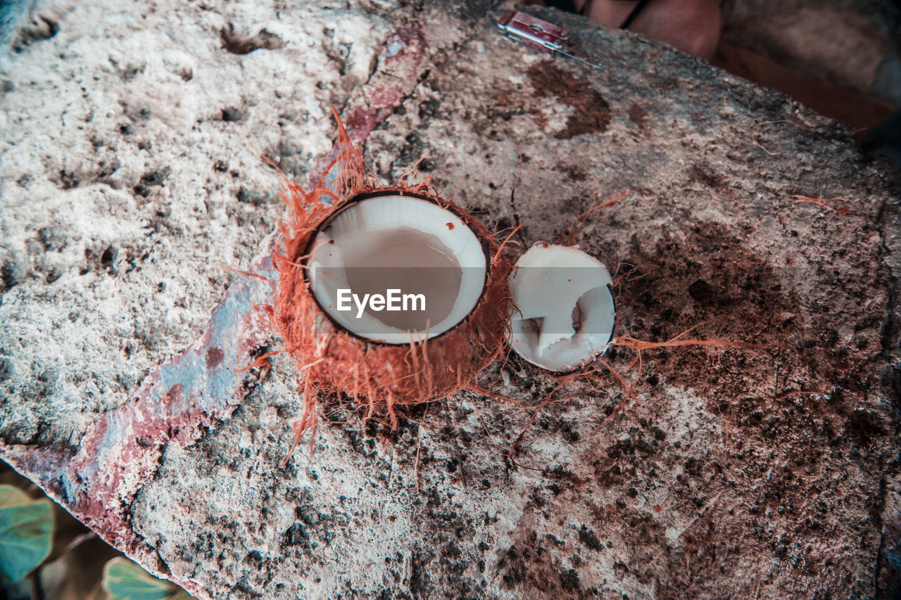 High angle view of coconut 