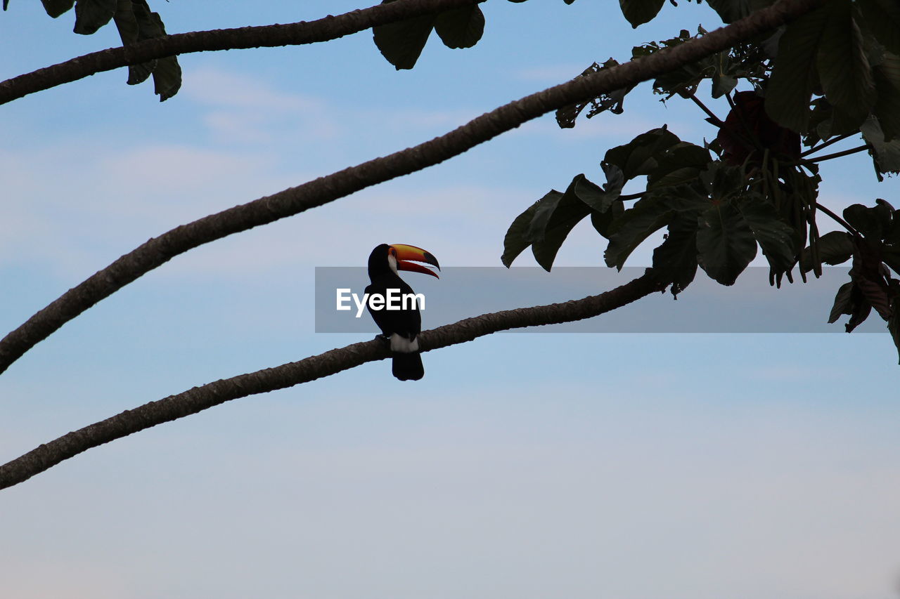 LOW ANGLE VIEW OF BIRDS PERCHING ON BRANCH AGAINST SKY