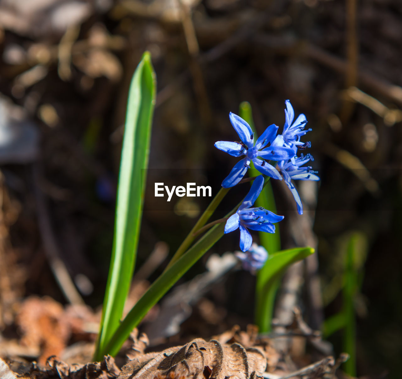 CLOSE-UP OF PURPLE FLOWER ON FIELD