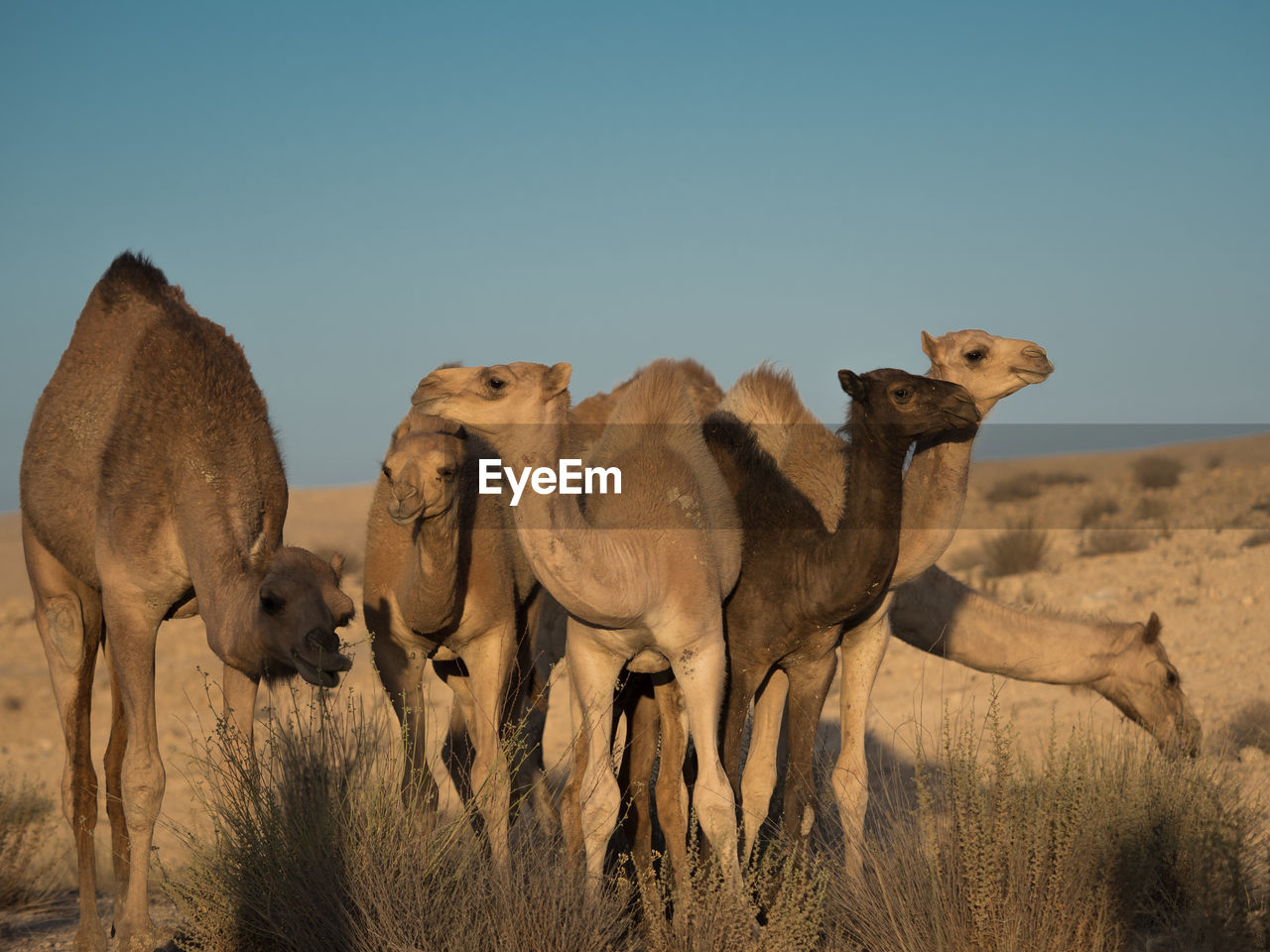 View of camels on field against clear sky