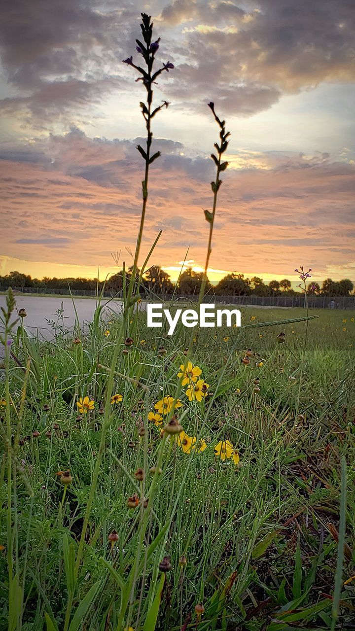 SCENIC VIEW OF FLOWERING PLANTS ON FIELD AGAINST SKY