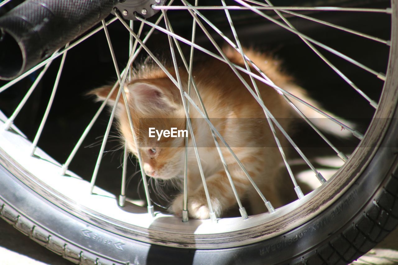 Close-up of a cat looking away