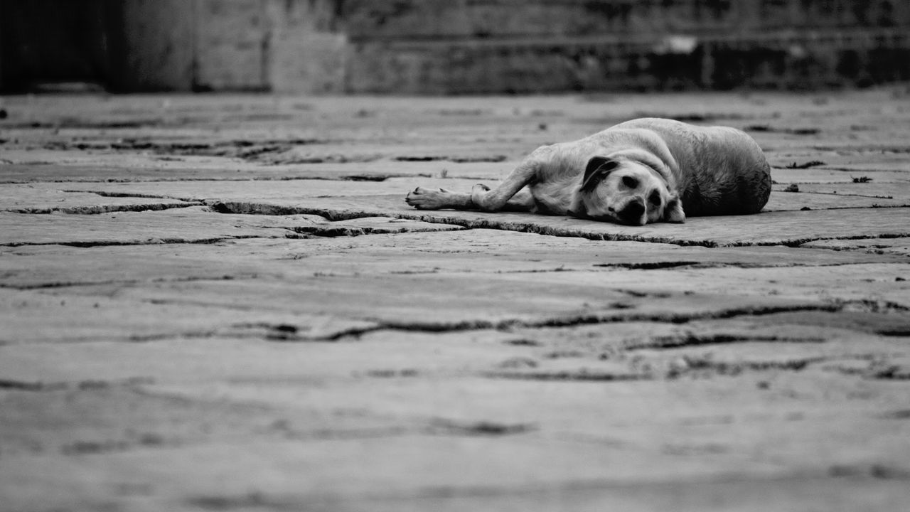 Stray dog resting on street