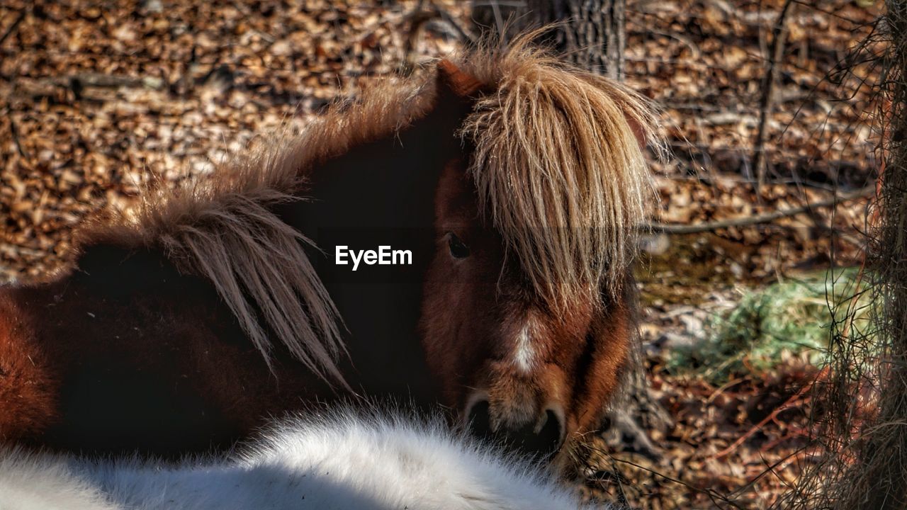 Close-up of horse