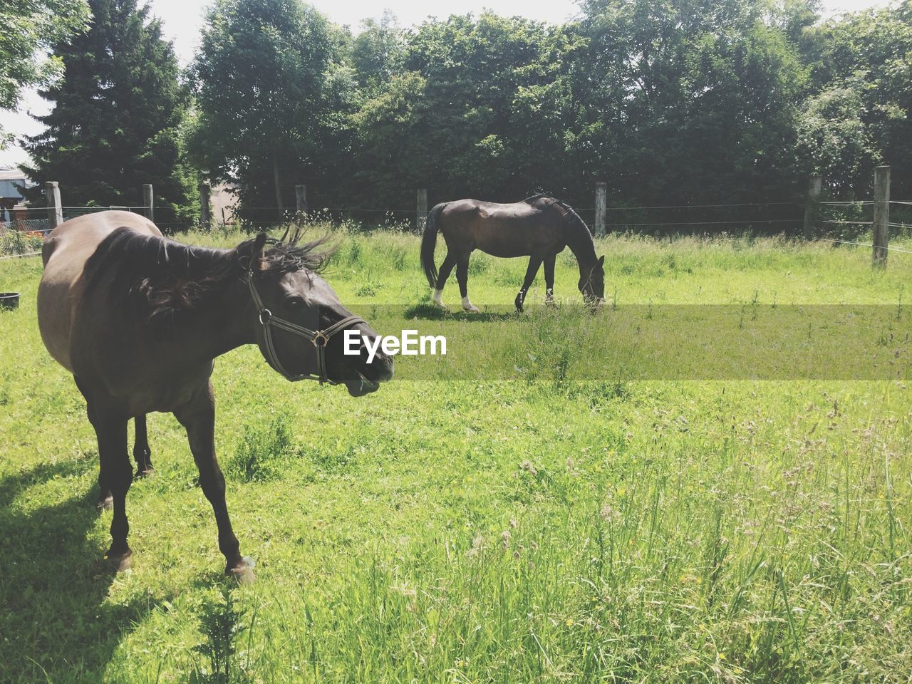 Two horses grazing on landscape against trees