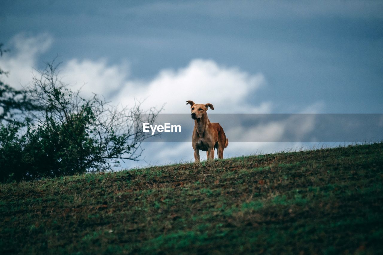 Dog standing in a field