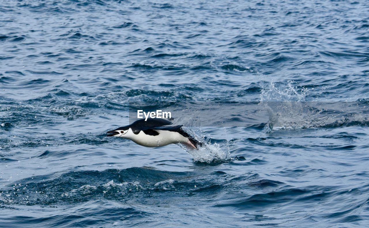 BIRD FLYING OVER WATER