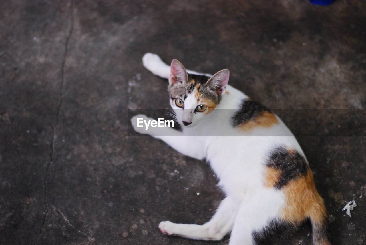 High angle view of cat staring while sitting on road