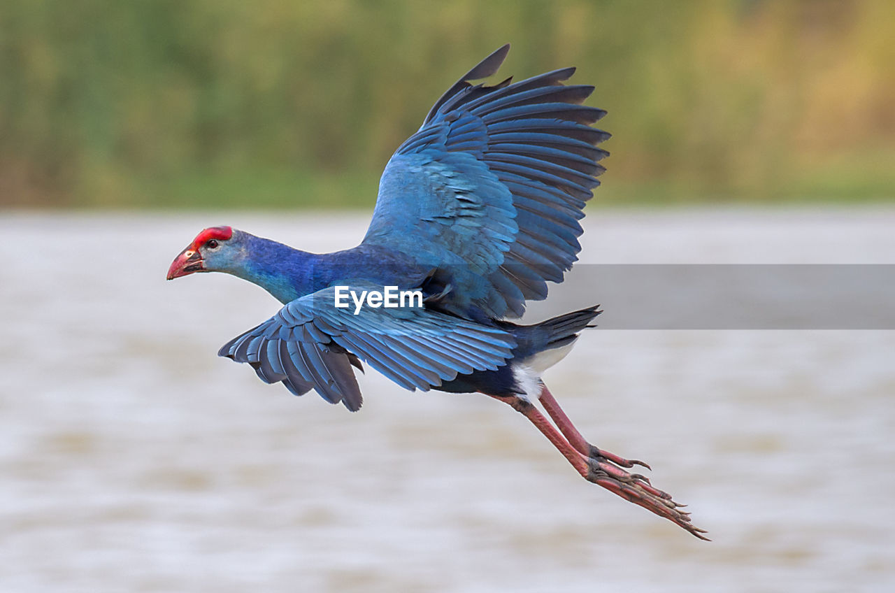 Close-up of bird flying over lake