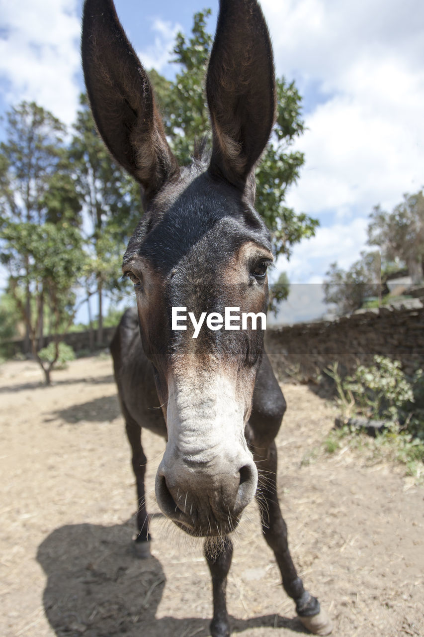 PORTRAIT OF HORSE STANDING ON FIELD